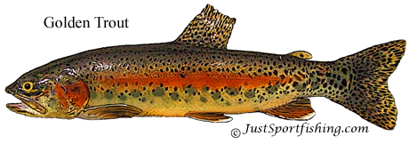 golden trout fly fishing, golden trout fly fishing Suppliers and