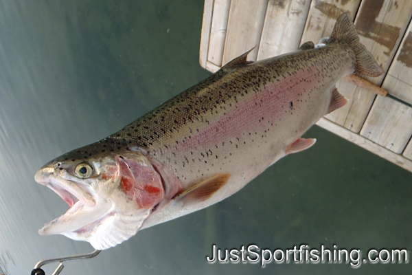 Big rainbow trout hanging from scale.