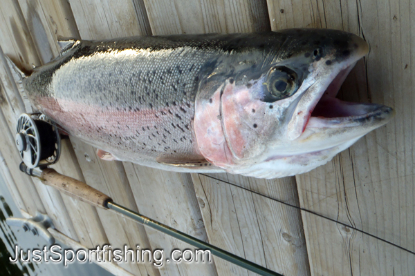 Big rainbow trout laying on dock beside fly rod.