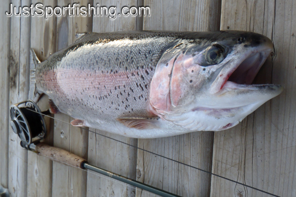 Big rainbow trout beside fly rod.