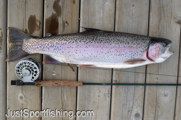 Big rainbow trout beside fly rod on the dock.