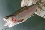 big rainbow trout hanging from scale photo