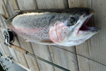 big rainbow trout on dock photo