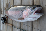 big rainbow trout on dock photo