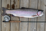 big rainbow trout on dock beside fly rod photo