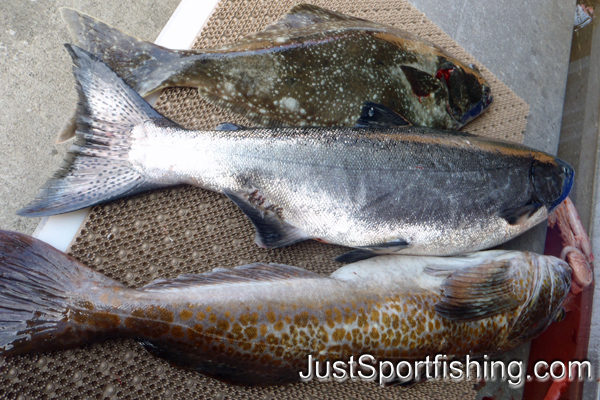 A days catch of chinook salmon, halibut, and lingcod.