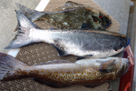 A days catch of chinook salmon, halibut, and ling cod photo