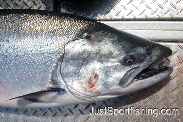 Close up head shot of a large chinook salmon.