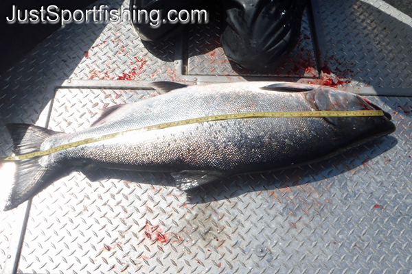 Large chinook salmon being measured.