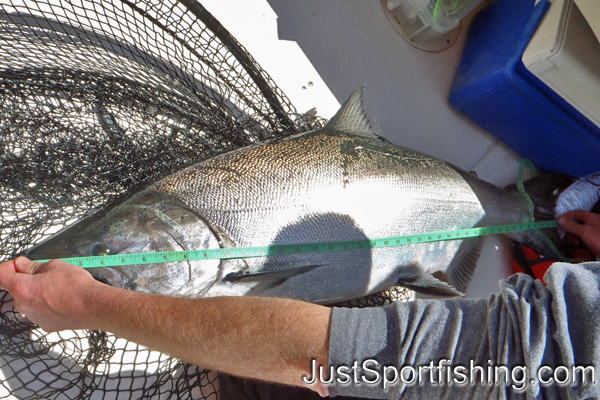 Measuring a chinook salmon.