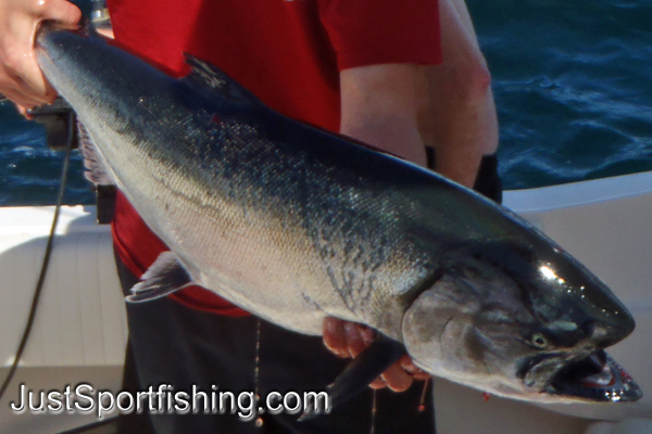 Fisherman holding a chinook salmon.