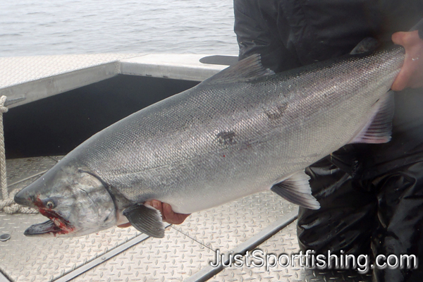 Fisherman holding a chinook salmon.