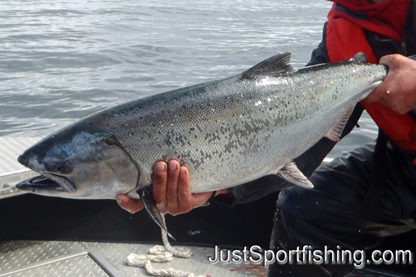 Photo of fisherman holding a big chinook salmon.