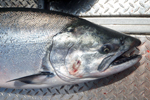 close up of a chinook salmon photo