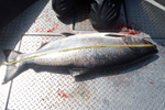 big chinook salmon being measured picture photo