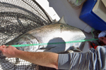 big chinook salmon being measured photo