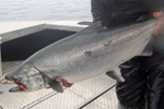 Fisherman holding a big Chinook salmon photo