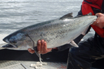 chinook salmon photo