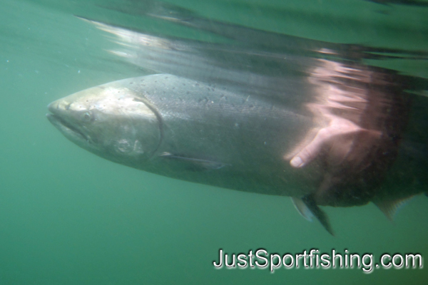 Underwater photo of a fisherman releasing a chinook salmon.