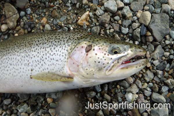 Close up photo of a cutthroat trout.