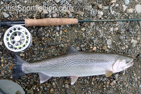 Close up photo of a cutthroat trout beside a fly rod.