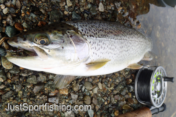 Cutthroat trout beside a flyfishing rod.