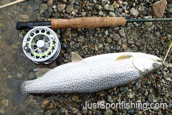 Cutthroat trout beside a flyfishing rod.