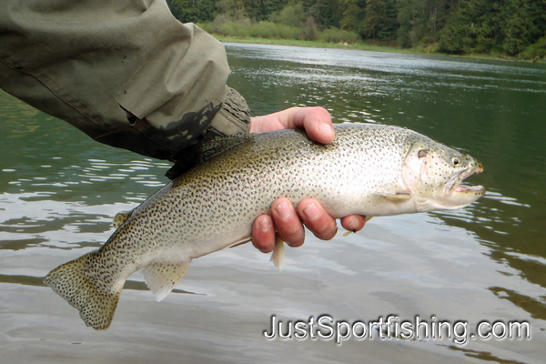 Fisherman holding a Cutthroat trout.