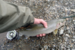 cutthroat trout photo