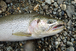 close up cutthroat trout photo