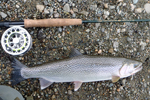 cutthroat trout by flyrod photo