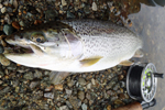 close up cutthroat trout photo