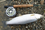 cutthroat trout by fly rod photo