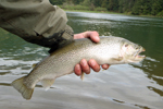 cutthroat trout photo