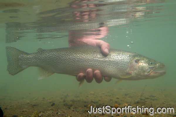 Cutthroat trout being released underwater.