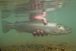 cutthroat trout underwater photo