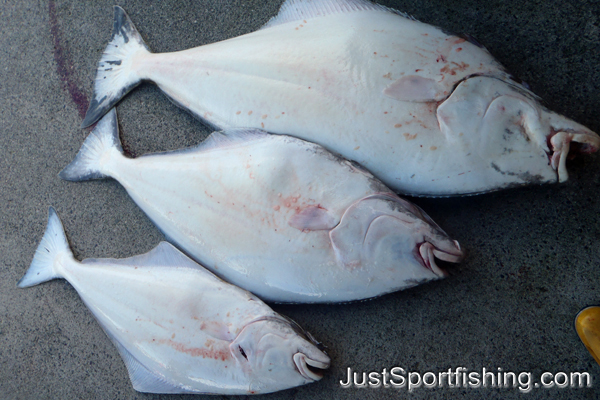 A days catch of three halibut.