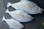 A catch of three halibut photo