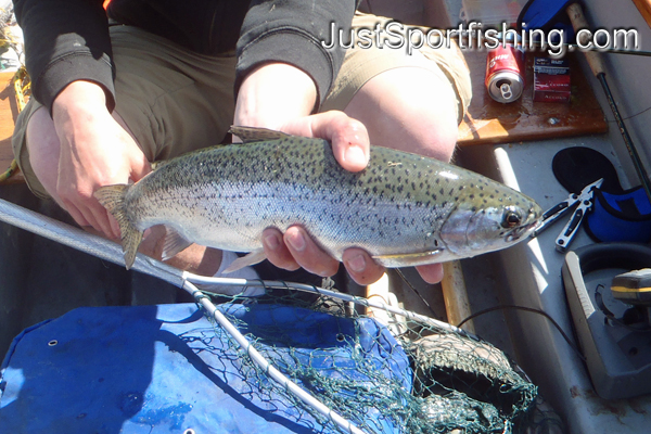 Fisherman holding a rainbow trout.