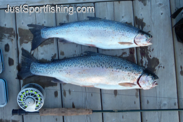 Two rainbow trout laying on the dock beside a fly rod.