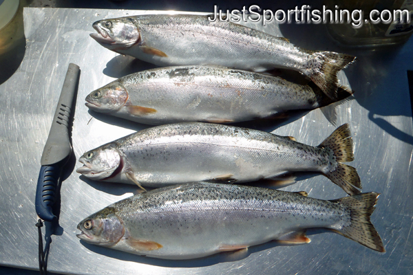 Four rainbow trout layed out on the cleaning table.