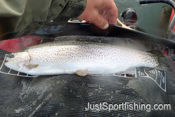 Fisherman measuring a nice big rainbow trout.