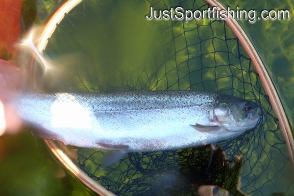 Rainbow trout being netted by fisherman.