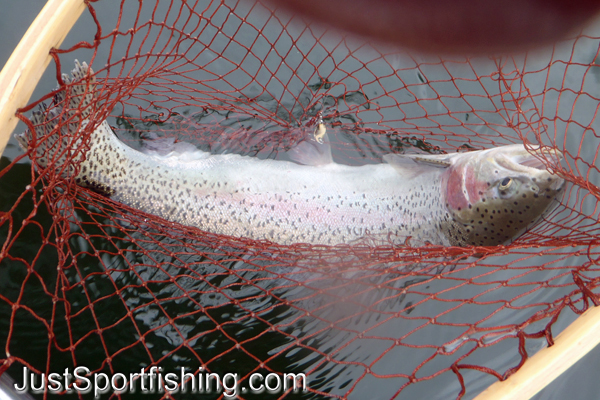 Rainbow trout in wooden fishing net.