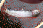 Rainbow trout in a wooden net photo