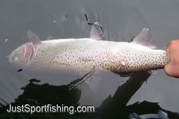 Rainbow trout being released by fisherman.