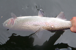 rainbow trout being released photo