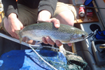 rainbow trout by photo