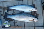 Two rainbow trout on the dock photo