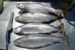 four rainbow trout on cleaning table photo